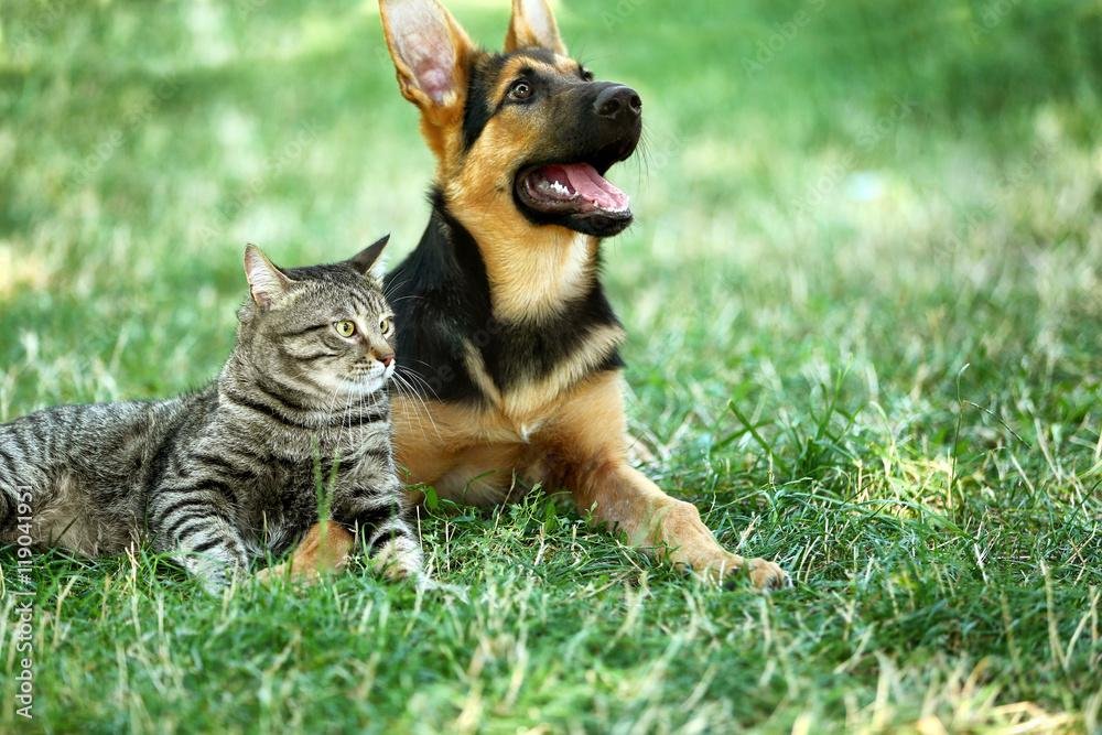 犬と猫の写真